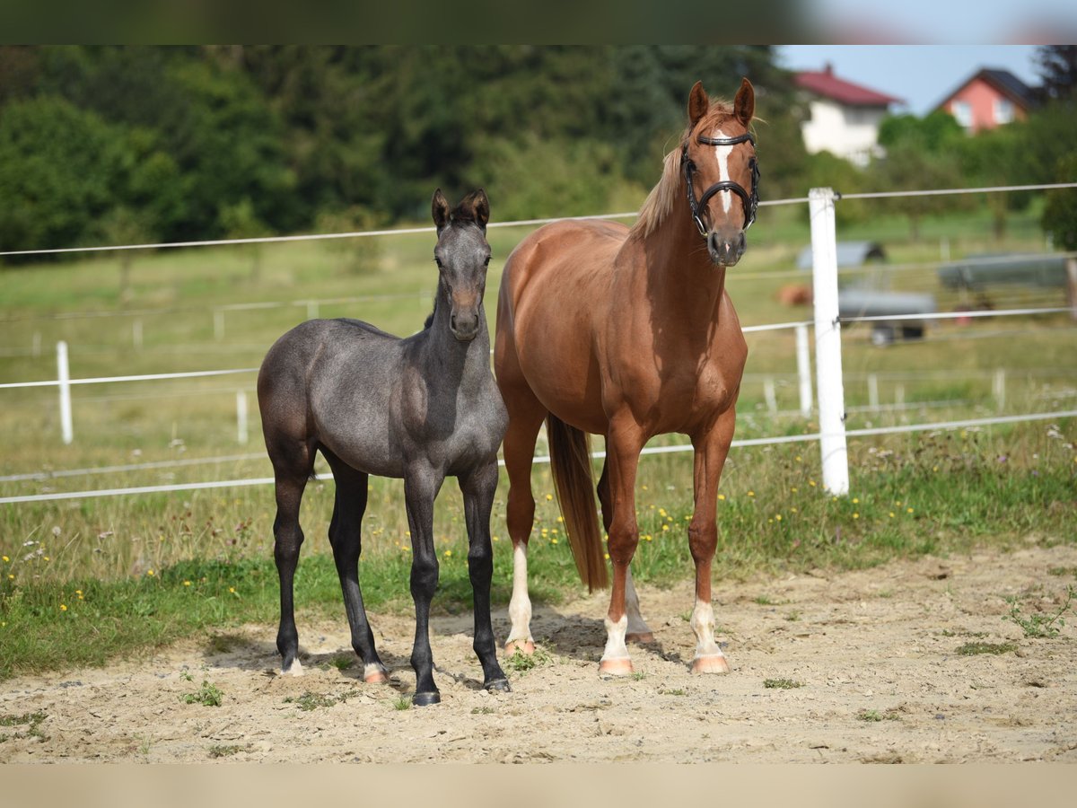 Holstein Mare Foal (01/2024) in Wächtersbach