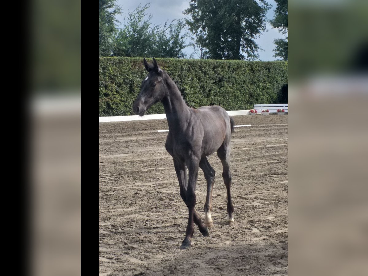 Holstein Mare Foal (04/2025) in Wester-Ohrstedt