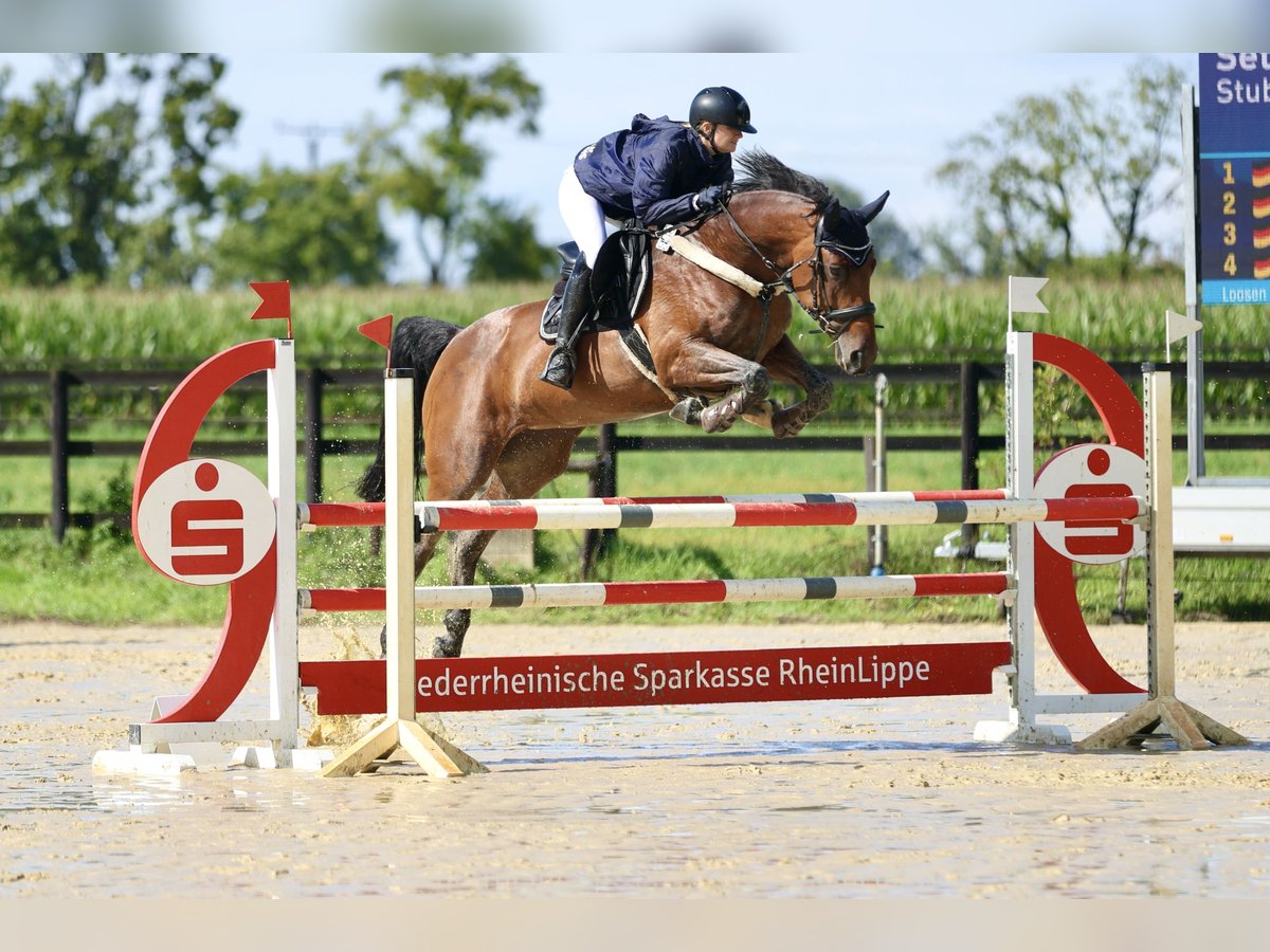 Holstein Stallion 12 years 16,2 hh Brown in Dinslaken