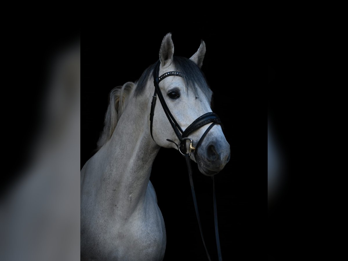 Holstein Stallion 13 years 17 hh Gray-Dapple in Bendorf