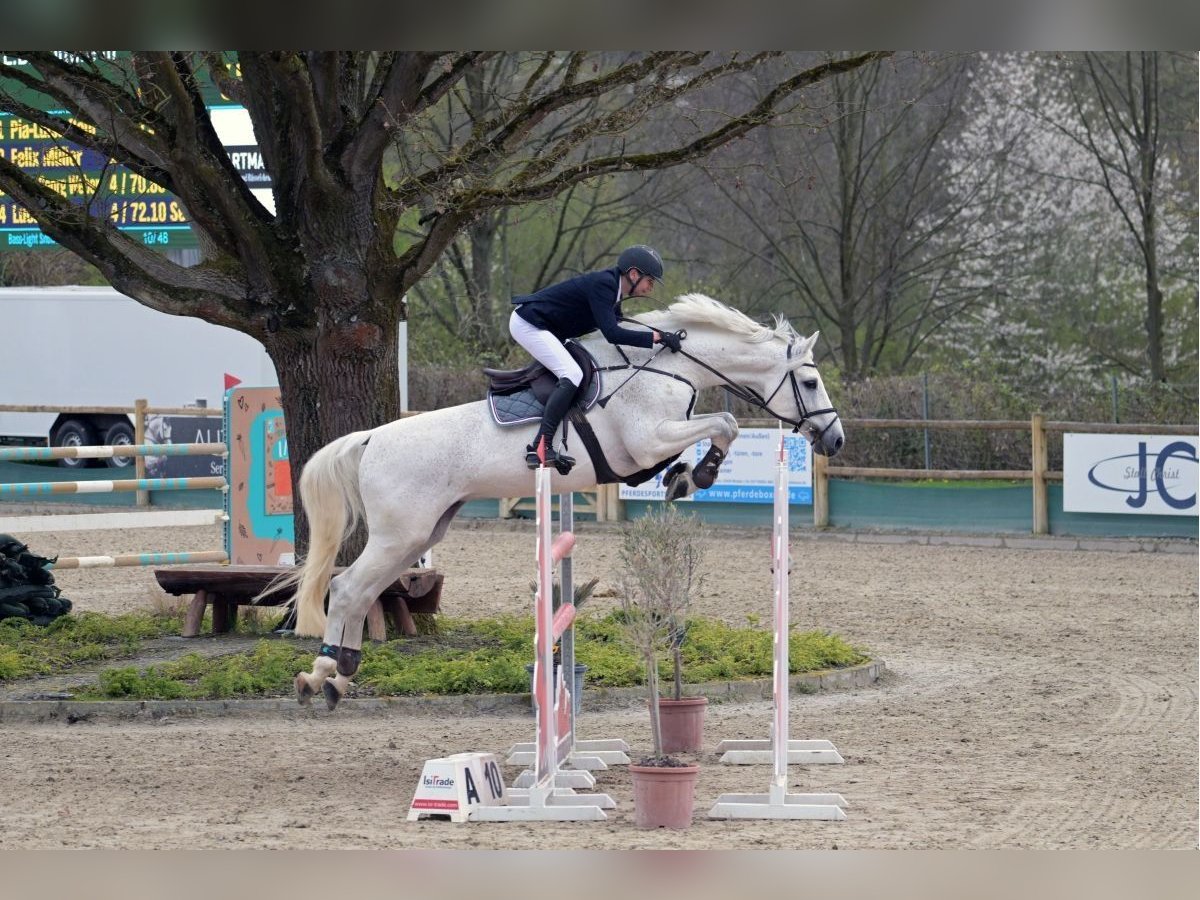 Holstein Stallion 14 years 16,2 hh Gray in Schutterwald