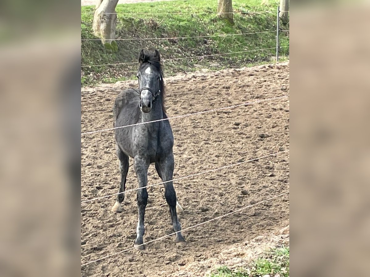 Holstein Stallion 1 year 15,2 hh Gray in Wöhrden / Holstein