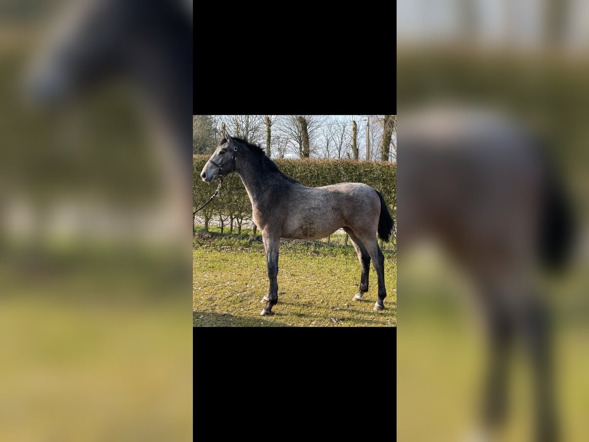 Holstein Stallion 1 year 15 hh Gray in Immenstedt