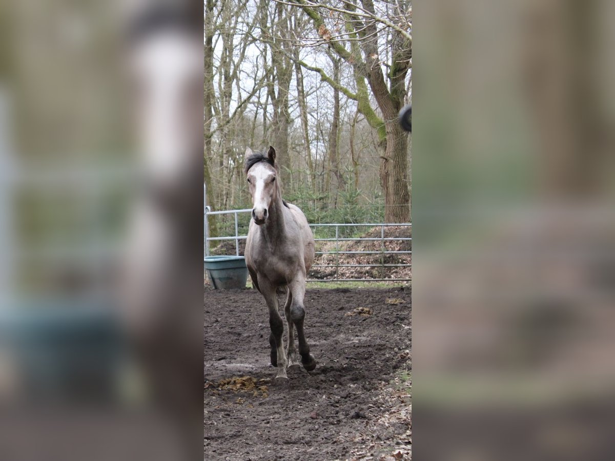 Holstein Stallion 1 year 15,1 hh Can be white in Appen Holstein Stallion 1 year 15,1 hh Can be white in Appen