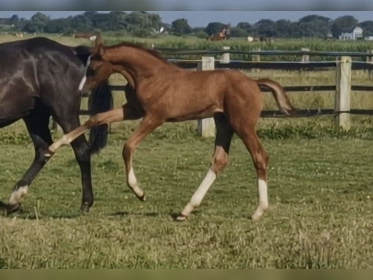 Holstein Stallion 1 year 16,1 hh Chestnut-Red in Sankt Peter-Ording