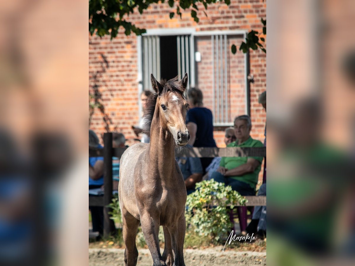 Holstein Stallion 1 year 16,1 hh Gray in Averlak