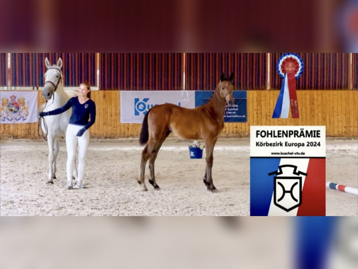 Holstein Stallion 1 year 16,3 hh Brown in Celle