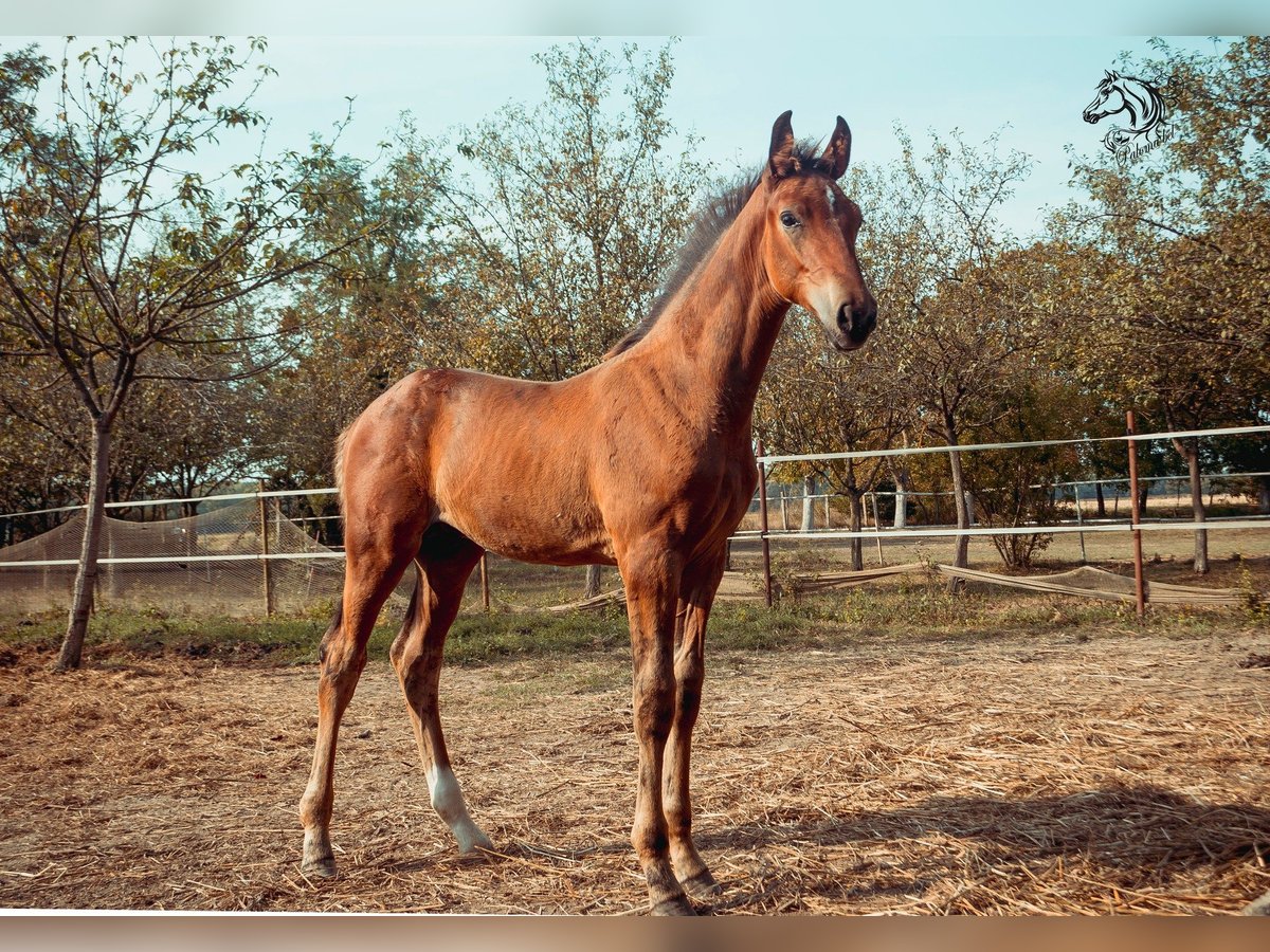 Holstein Stallion 1 year 16 hh Bay in BirminghamRuščica