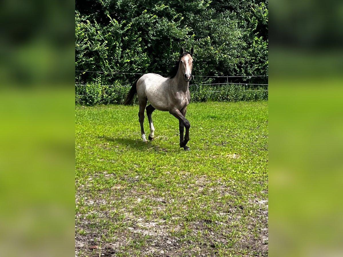 Holstein Stallion 1 year 16 hh Gray-Red-Tan in Gro&#xDF;heide Berumerfehn