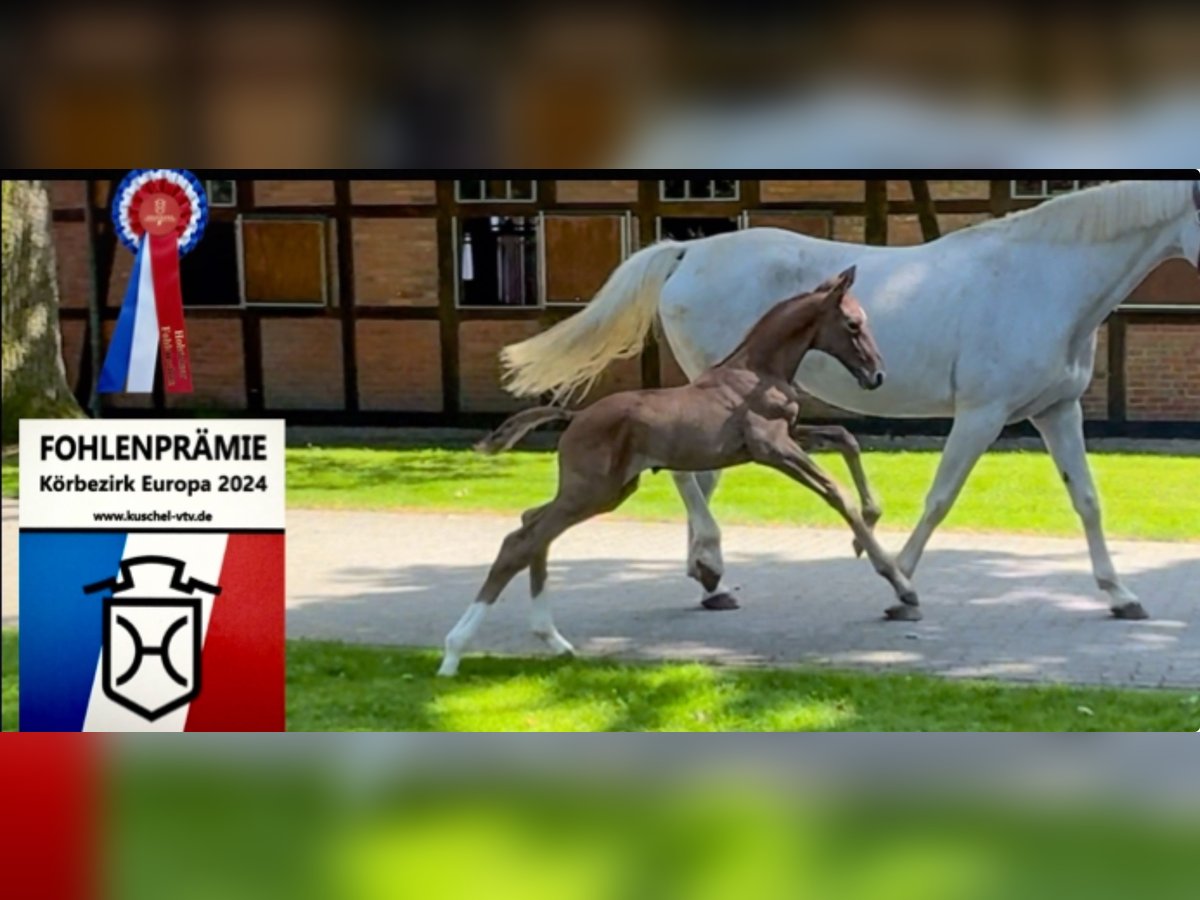 Holstein Stallion 1 year 16,3 hh Grey in Celle