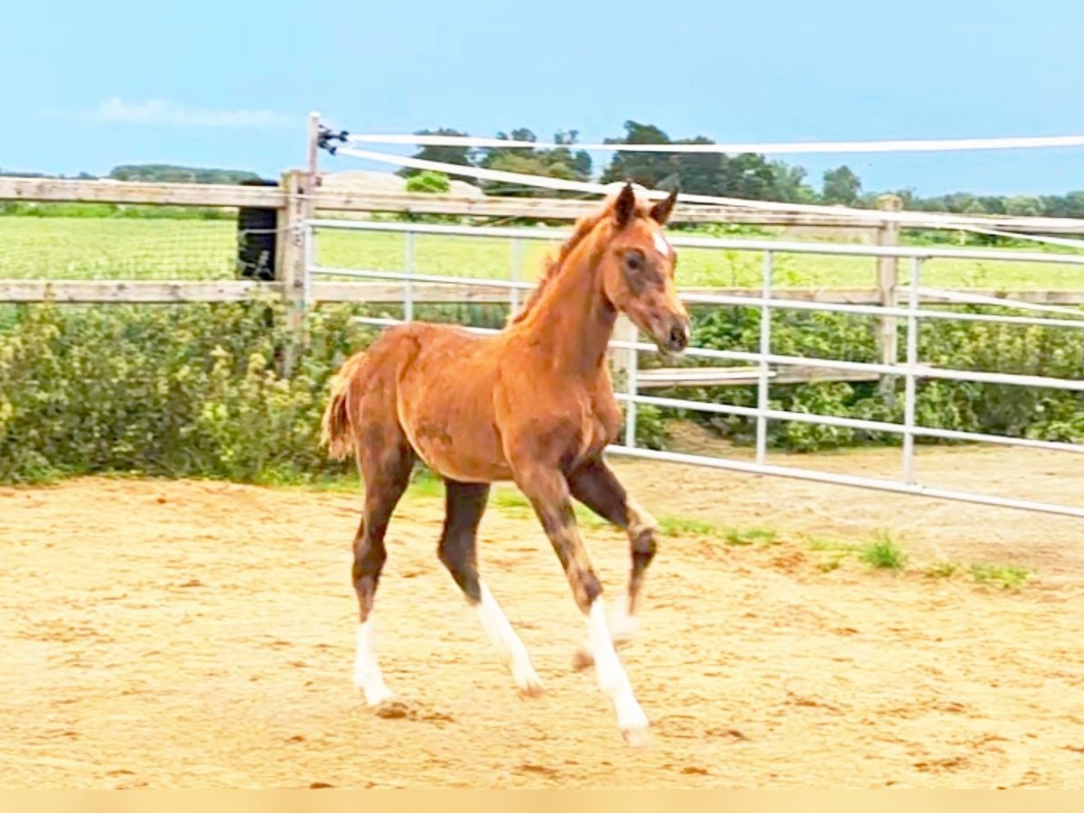 Holstein Mix Stallion 1 year 17,1 hh Chestnut in Langenau