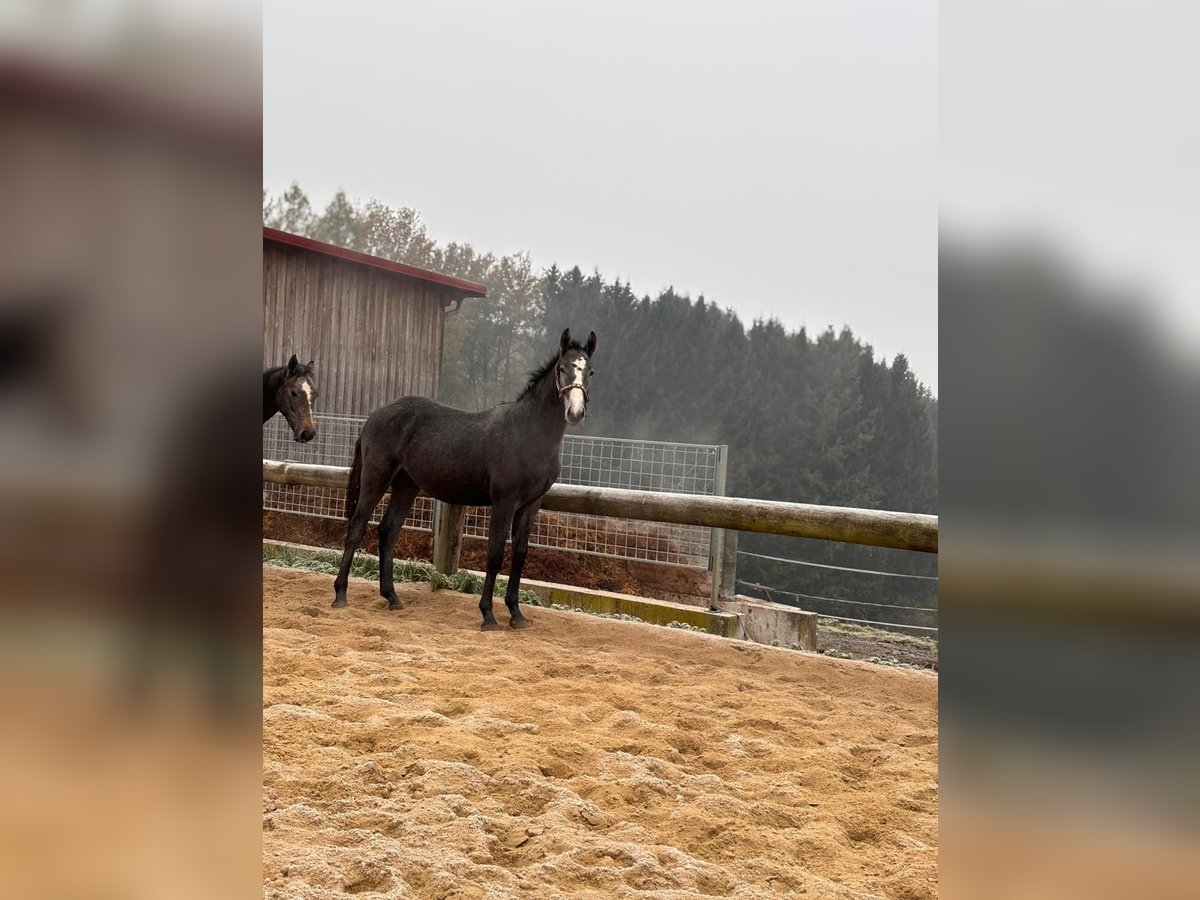 Holstein Stallion 1 year 17 hh Brown in Waldhausen im Strudengau