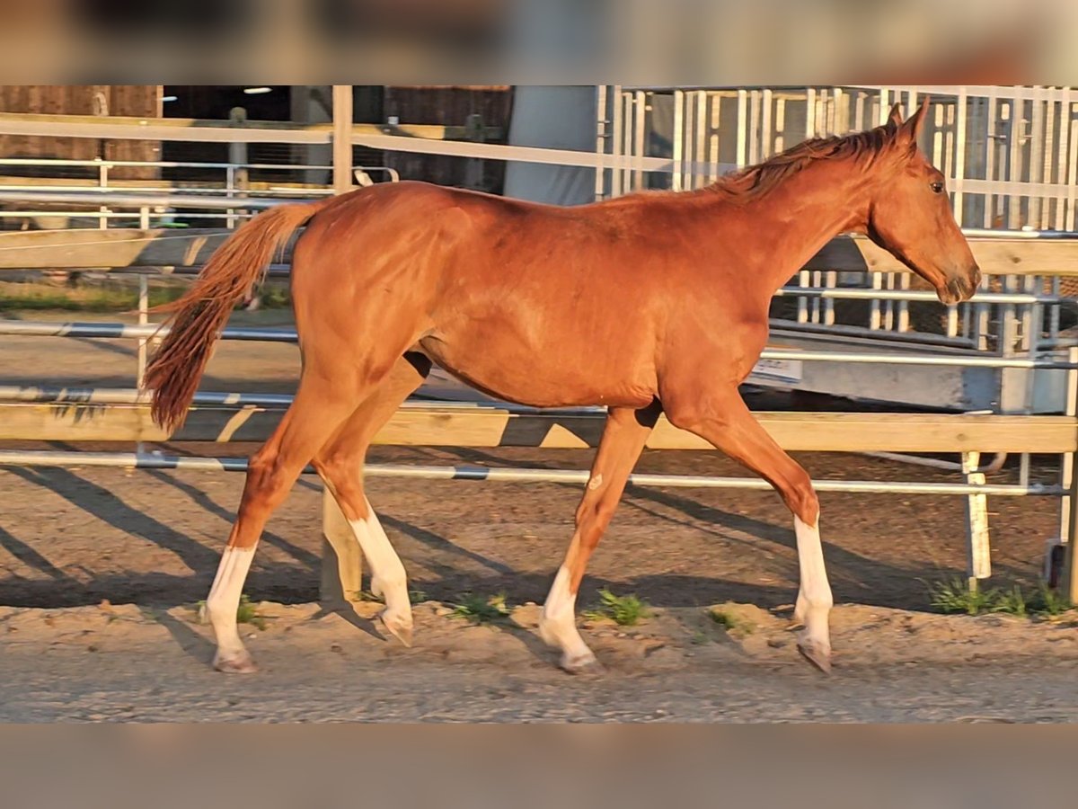 Holstein Stallion 1 year 17 hh Chestnut in LANGENAU