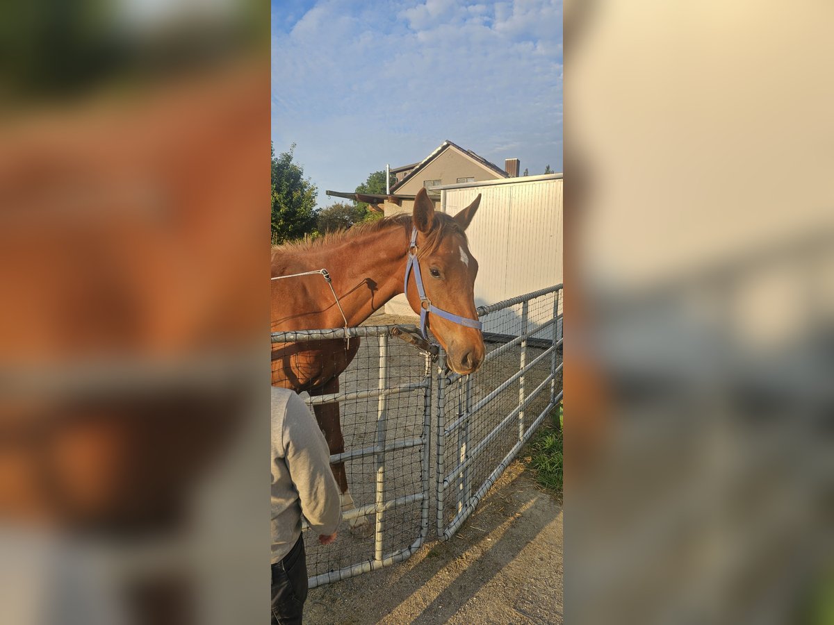 Holstein Stallion 1 year 17 hh in Langenau