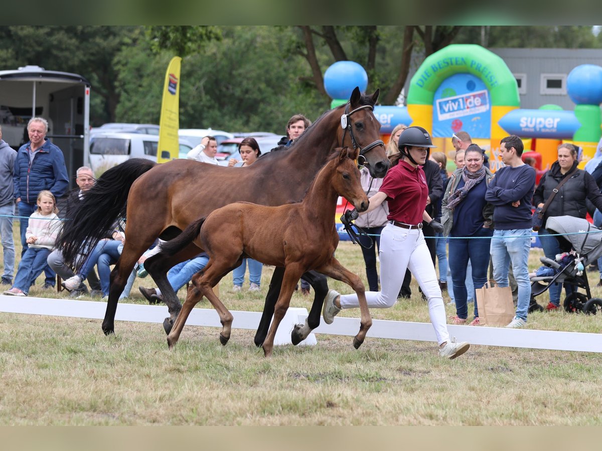 Holstein Stallion 1 year Bay-Dark in Heidgraben