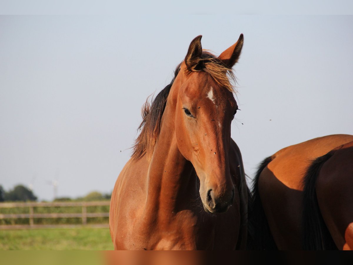 Holstein Stallion 1 year Brown in BorsflethBorsfleth