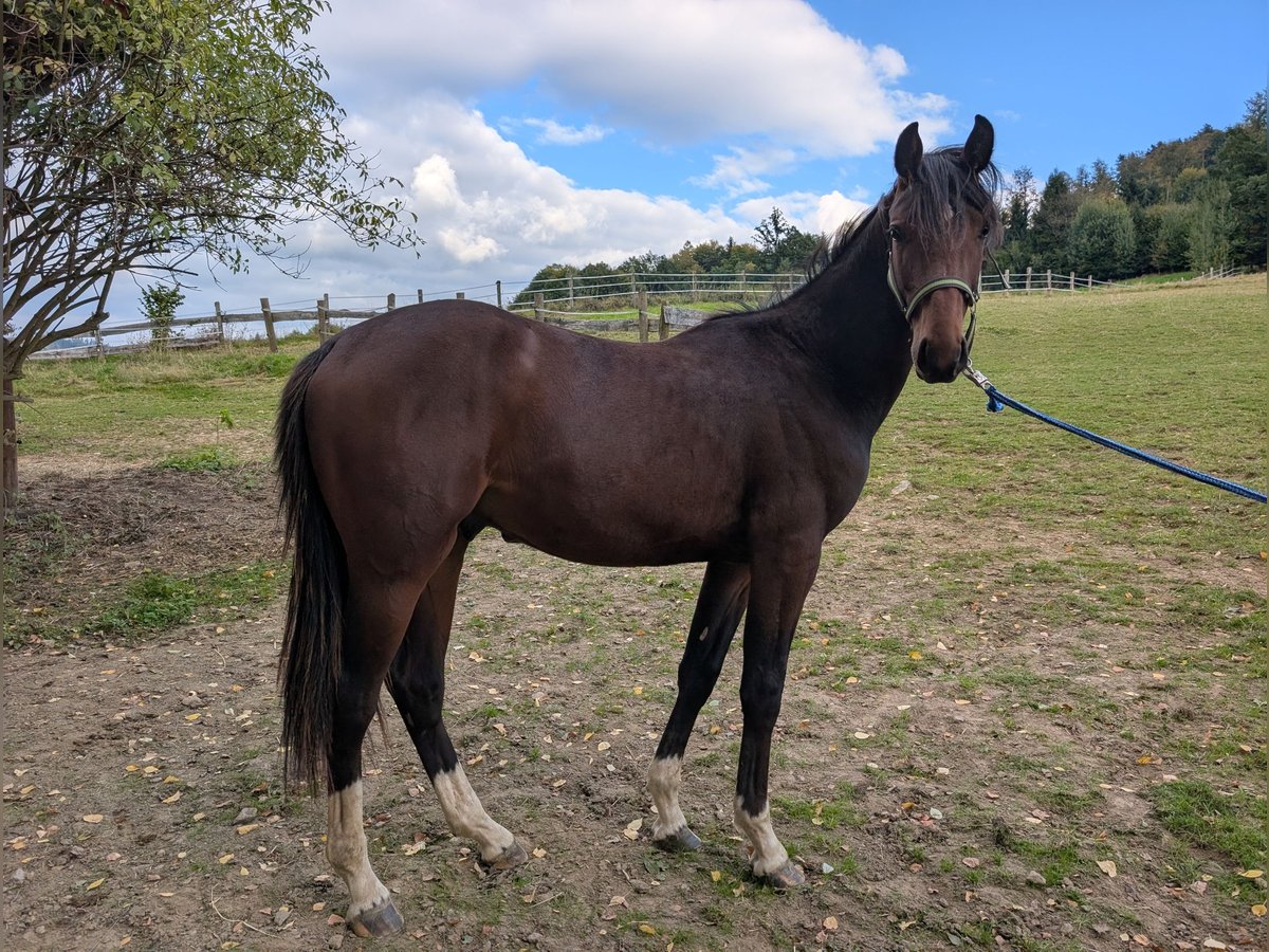 Holstein Stallion 1 year Brown in Hauzenberg