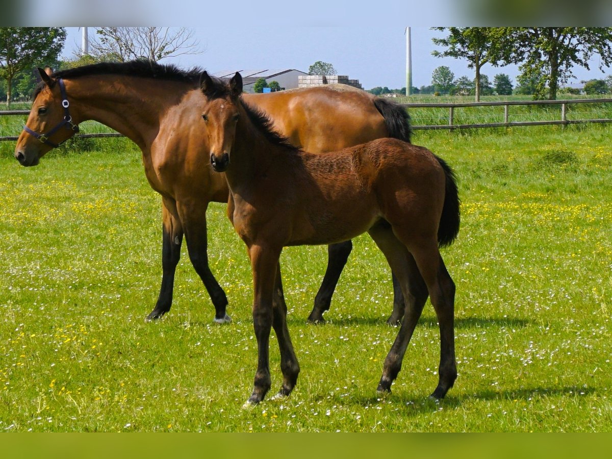 Holstein Stallion 1 year Brown in Kaiser-Wilhelm-Koog