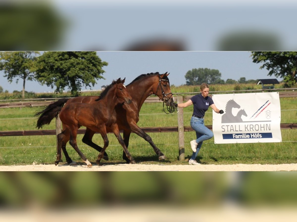 Holstein Stallion 1 year Brown in Kaiser-Wilhelm-Koog