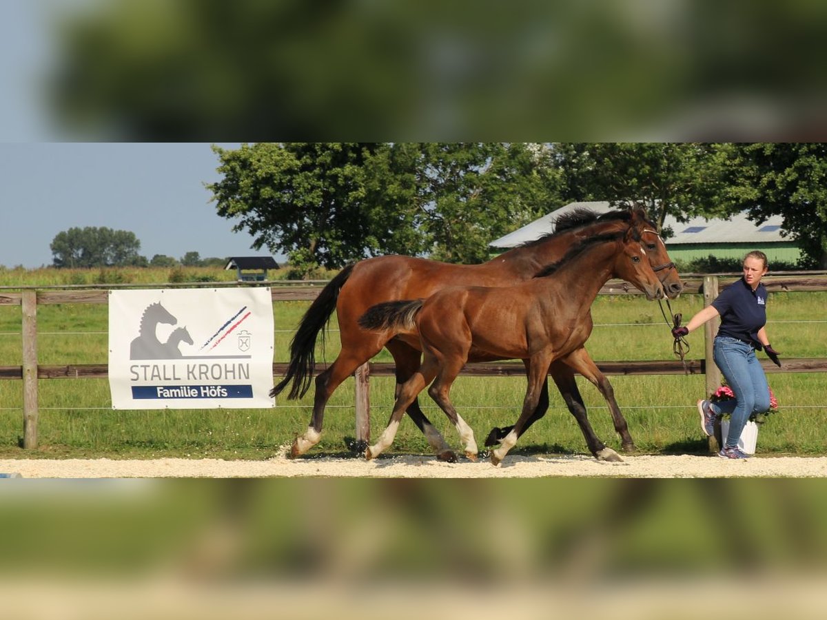 Holstein Stallion 1 year Brown in Kaiser-Wilhelm-Koog