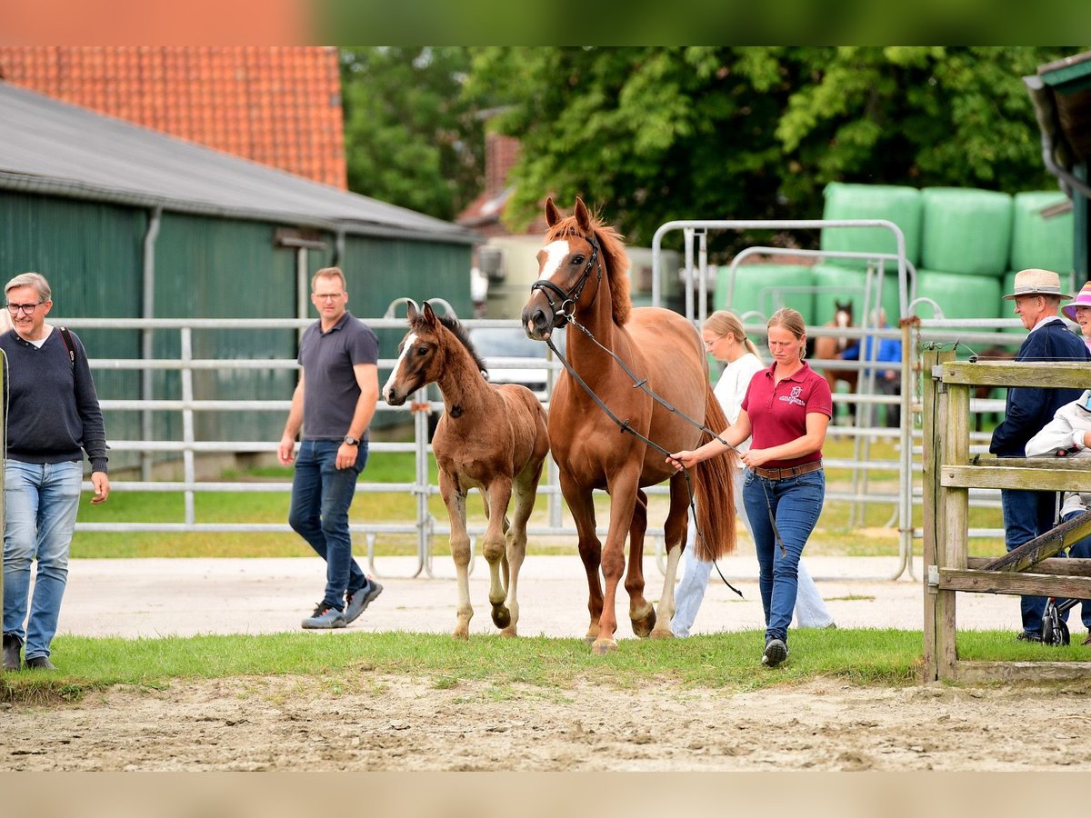 Holstein Stallion 1 year Brown in Wohrden