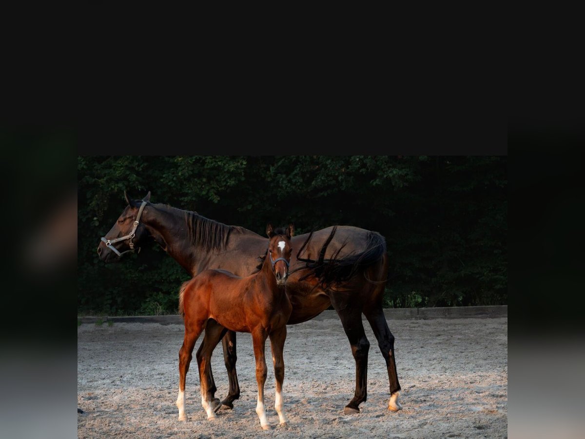 Holstein Stallion 1 year Brown in Würselen