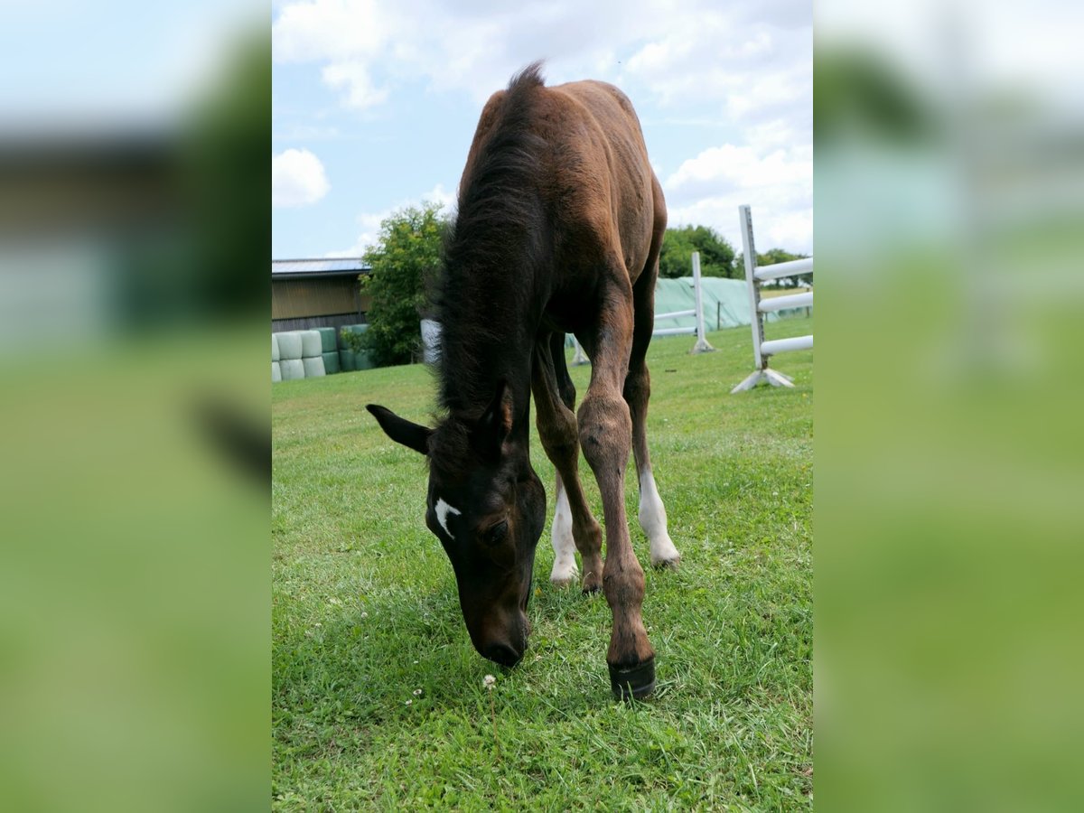 Holstein Stallion 1 year Can be white in Schmilau