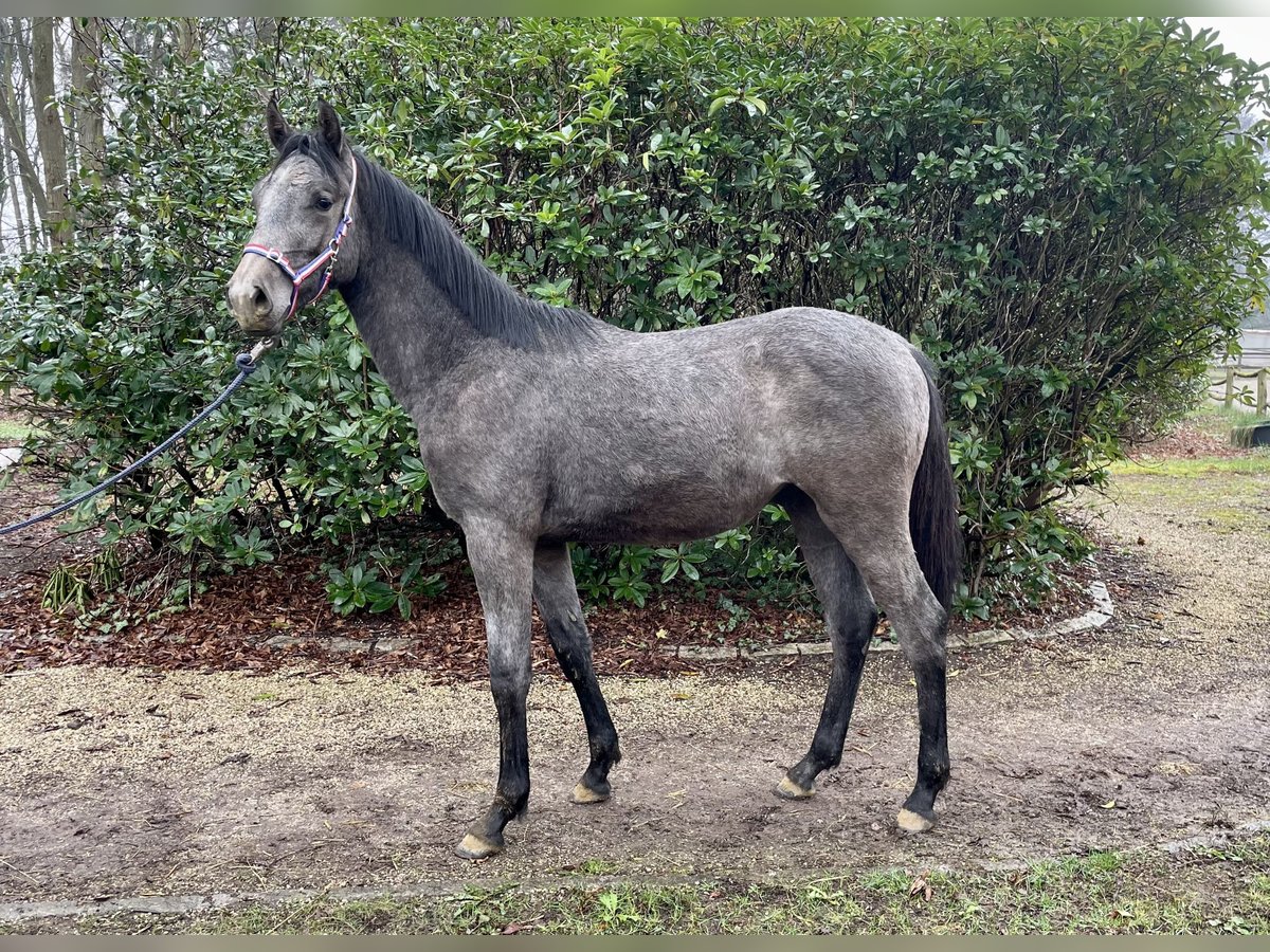 Holstein Stallion 1 year Gray-Blue-Tan in Elmenhorst