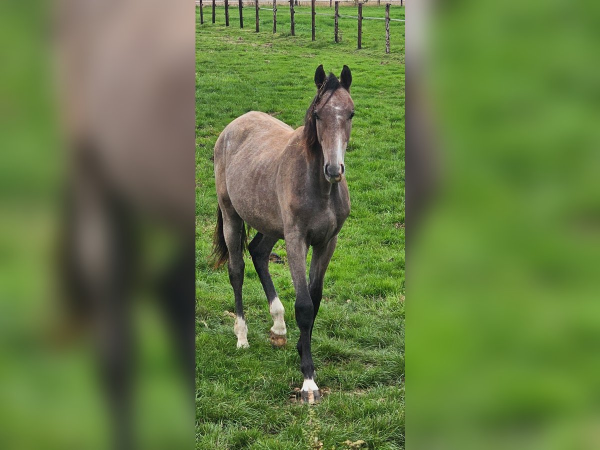 Holstein Stallion 1 year Grey in Nettetal