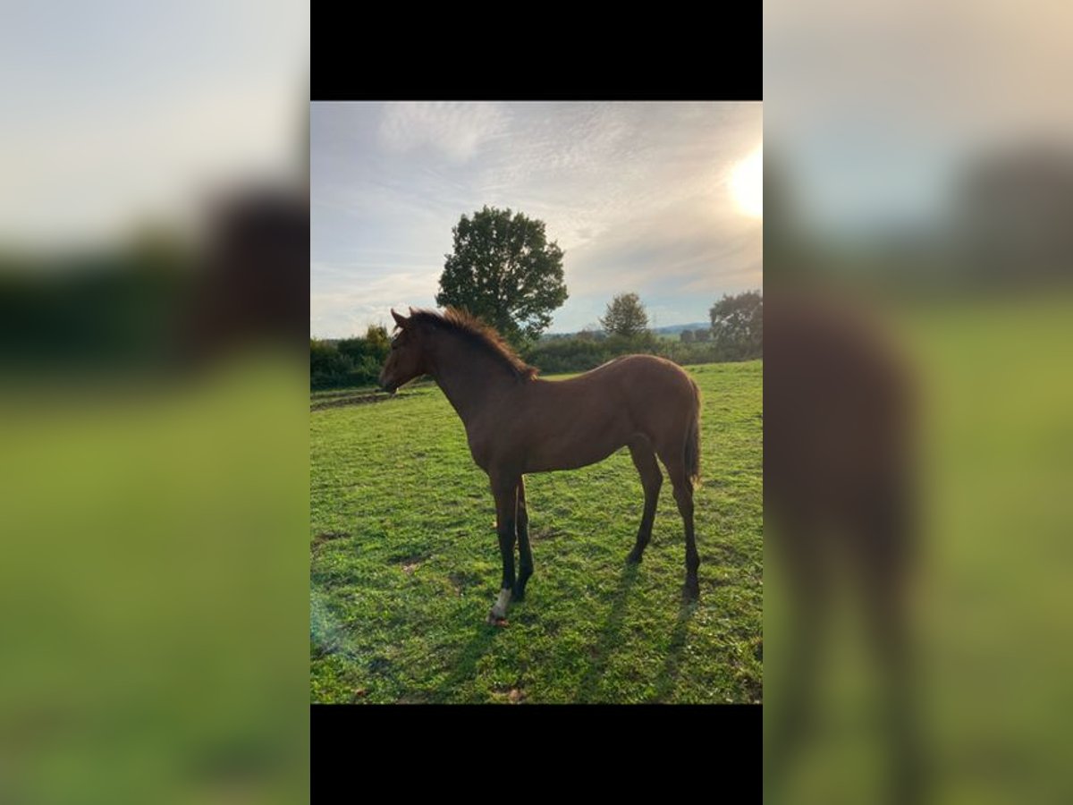 Holstein Stallion 1 year in Windeby