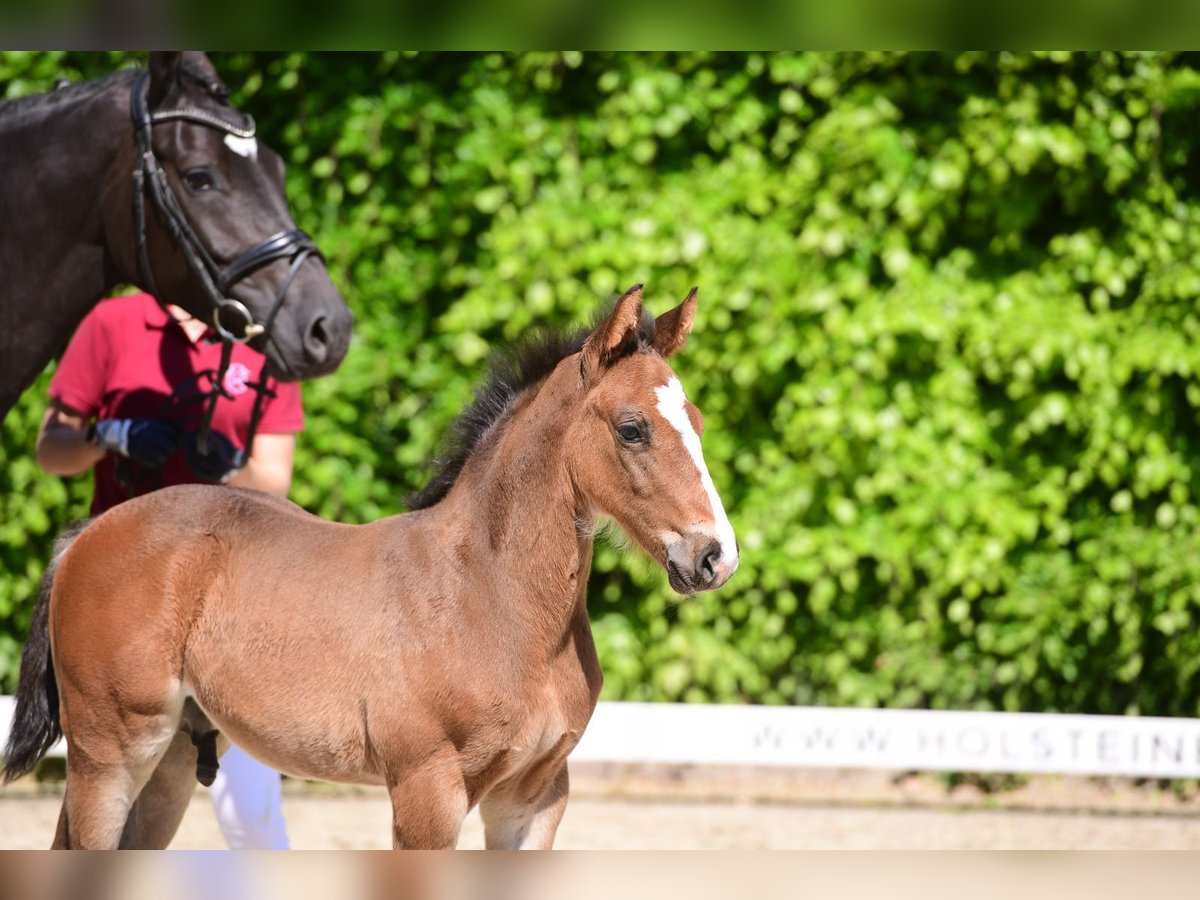 Holstein Stallion 1 year Smoky-Black in Kiel