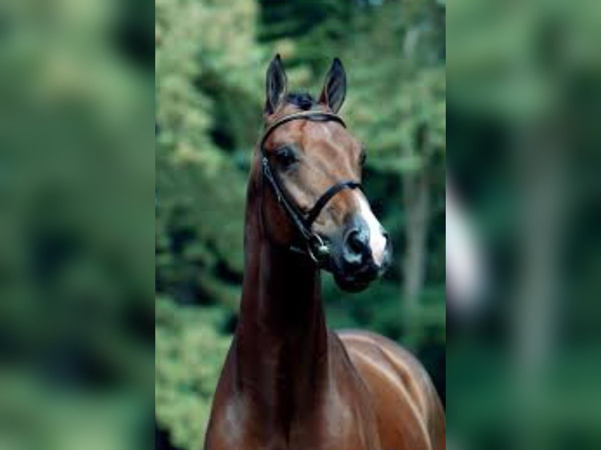 Holstein Stallion 24 years Brown in Brakel