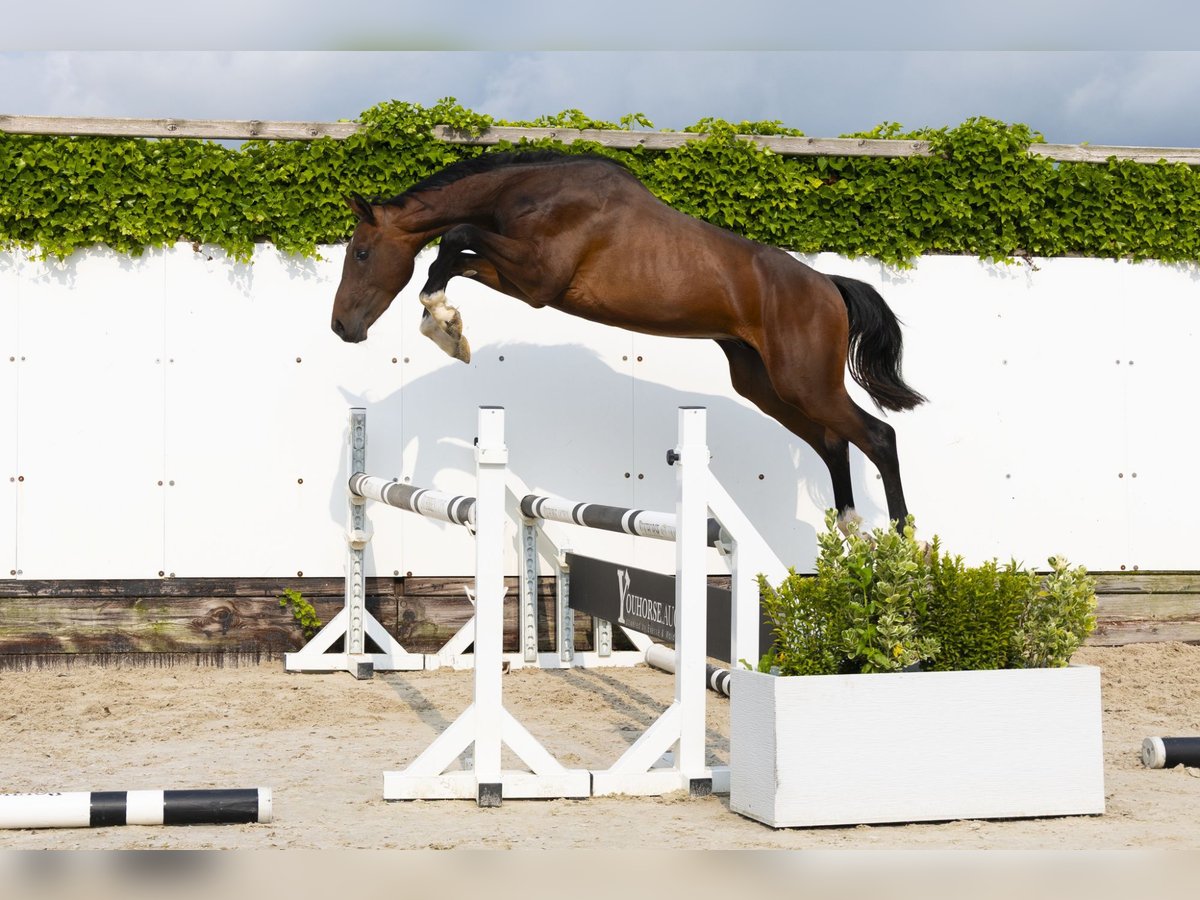 Holstein Stallion 2 years 14,3 hh Brown in Waddinxveen