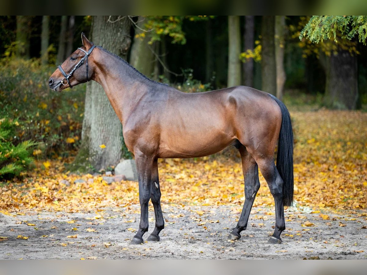 Holstein Stallion 2 years 15,3 hh Brown in Poznań