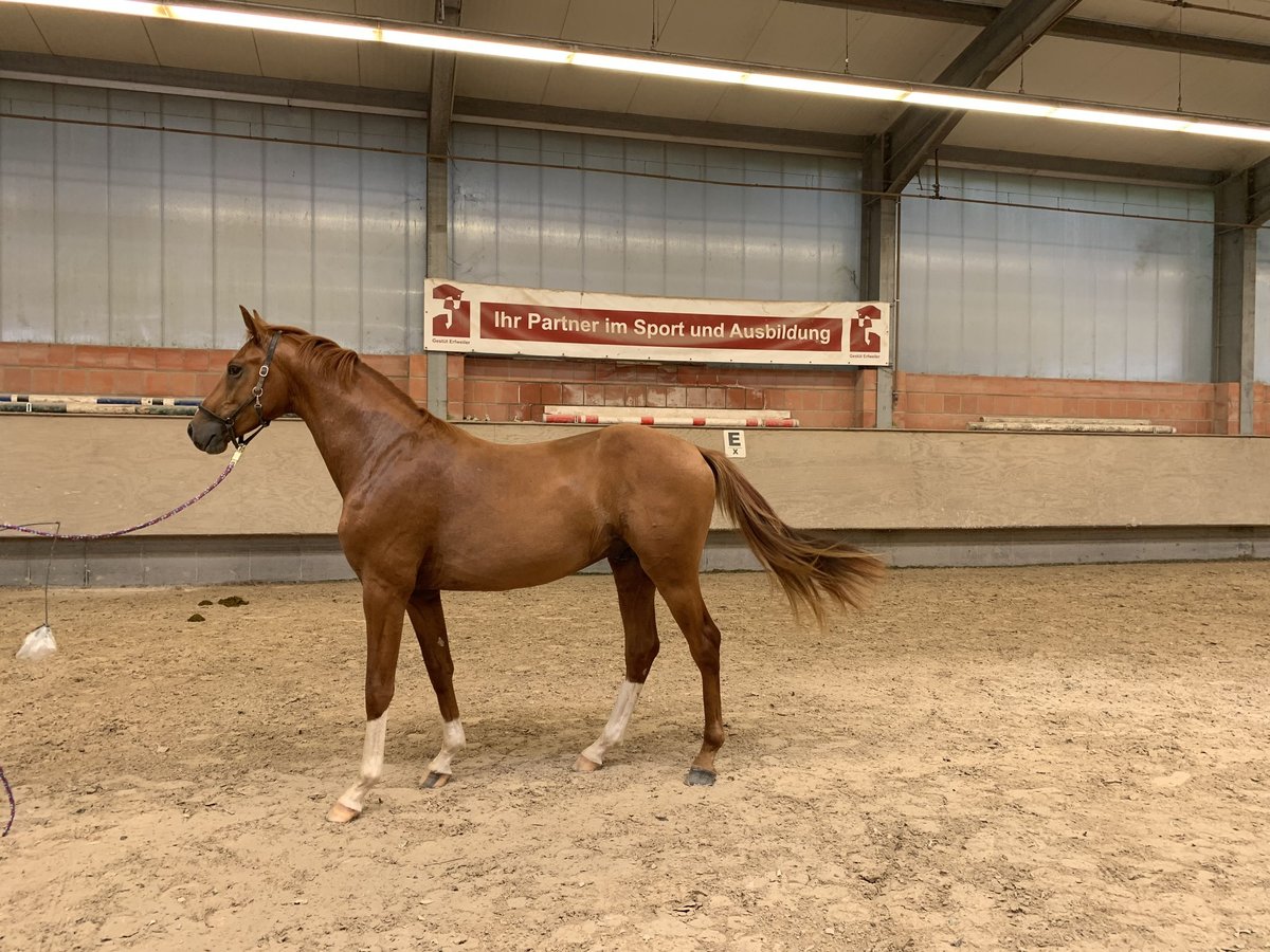 Holstein Stallion 2 years 15,3 hh Chestnut-Red in Bad Bergzabern