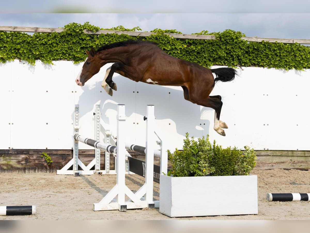 Holstein Stallion 2 years 15 hh Brown in Waddinxveen