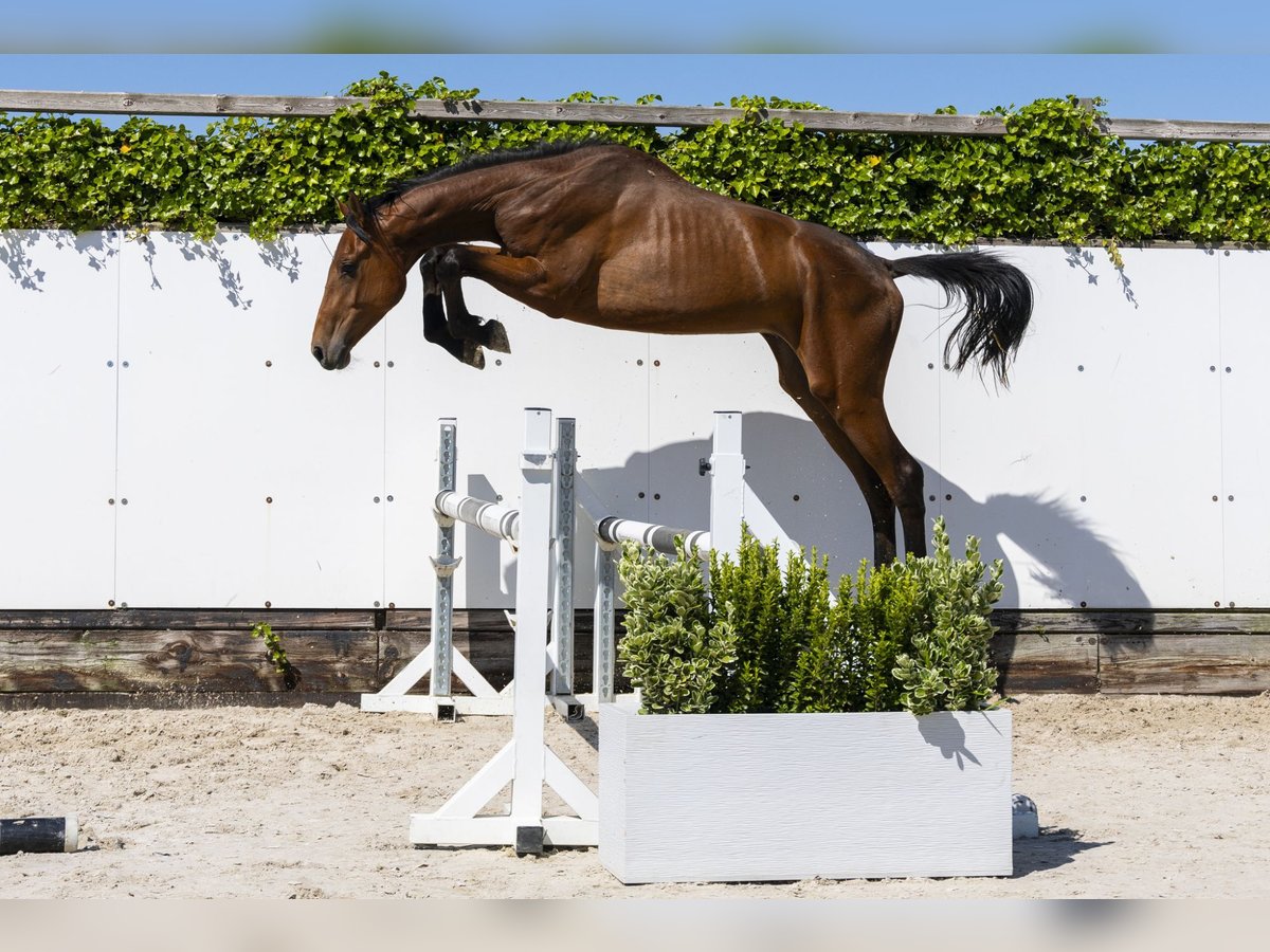 Holstein Stallion 2 years 15,1 hh Brown in Waddinxveen