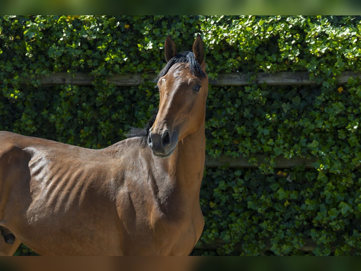Holstein Stallion 2 years 15,1 hh in Waddinxveen