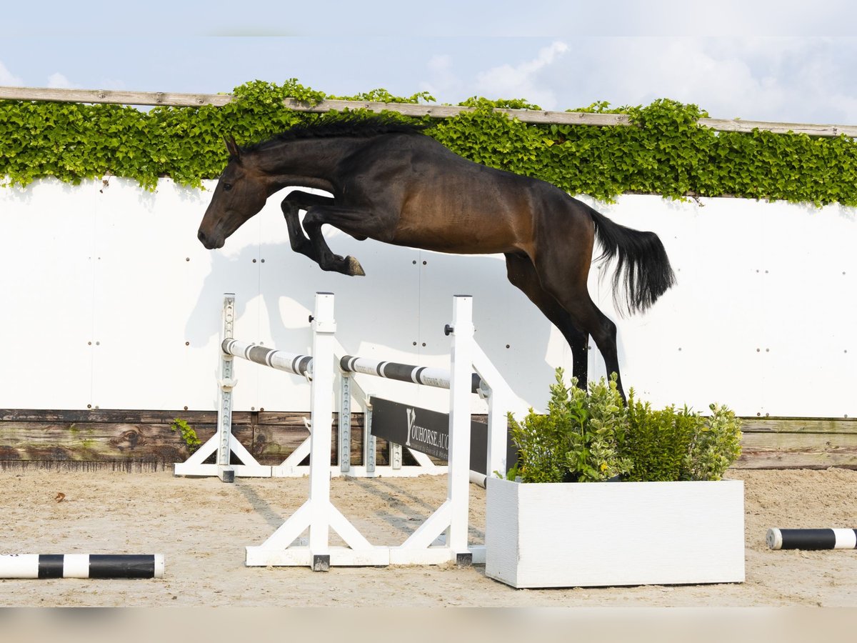 Holstein Stallion 2 years 15,3 hh Bay-Dark in Waddinxveen