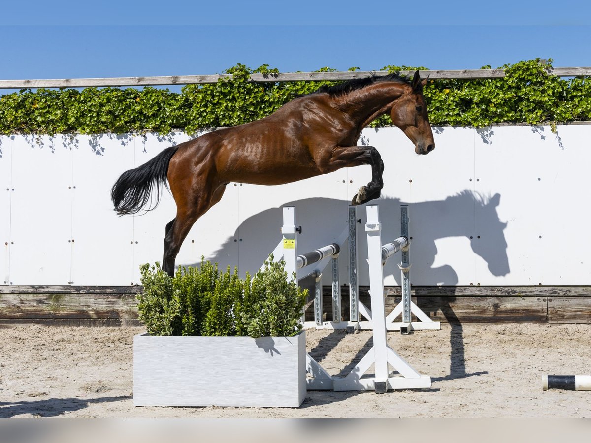 Holstein Stallion 2 years 15,3 hh Brown in Waddinxveen