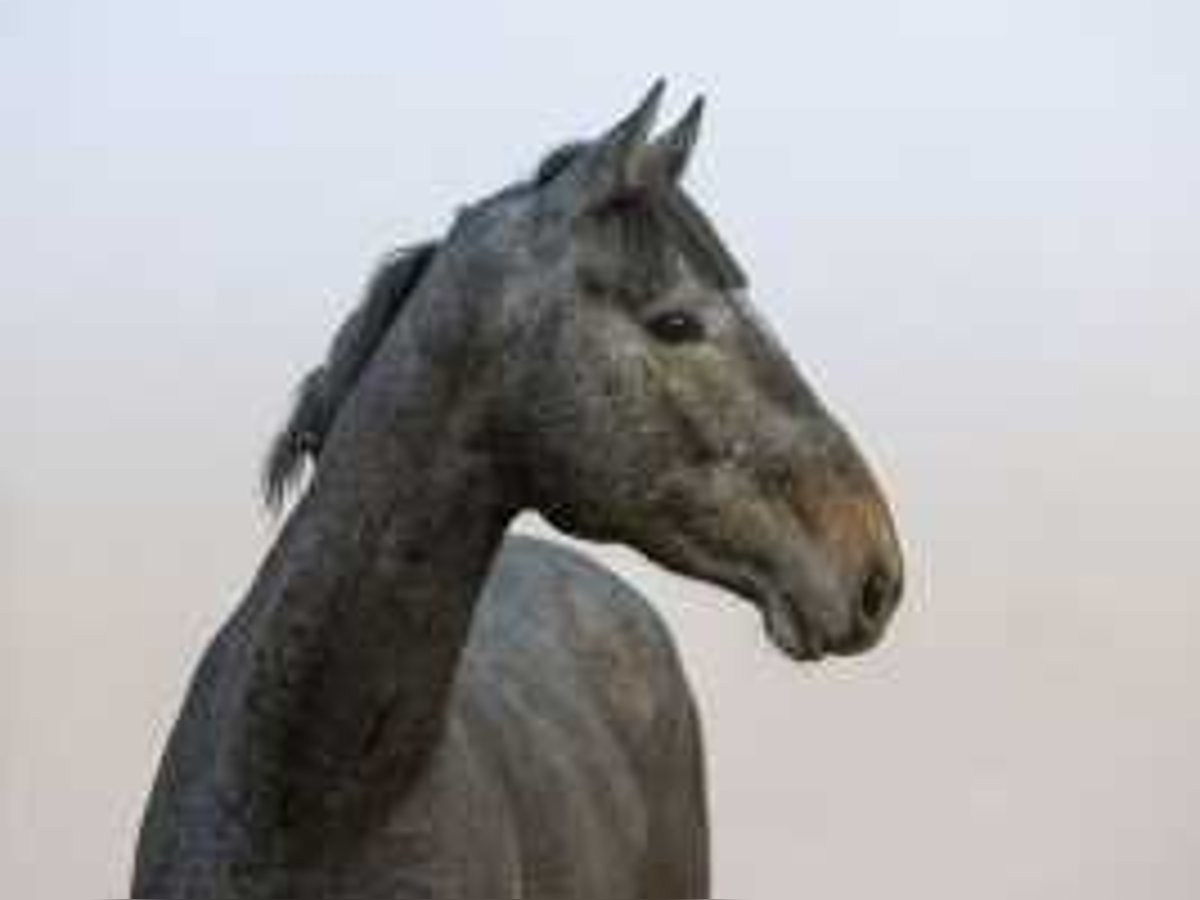 Holstein Stallion 2 years 16,1 hh Gray in Waddinxveen