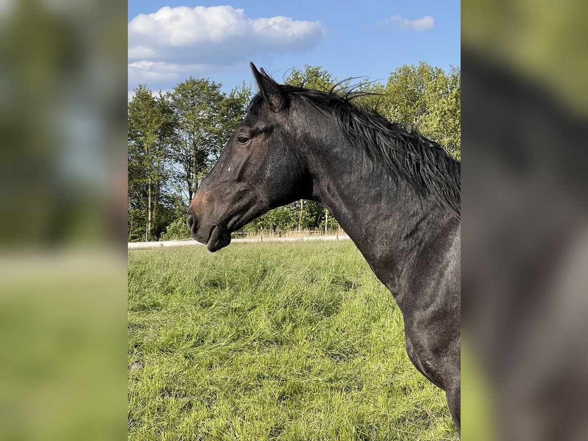 Holstein Stallion 2 years 16,2 hh Gray in Averlak