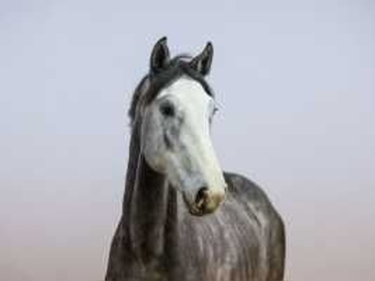 Holstein Stallion 2 years 16 hh Gray-Dark-Tan in Waddinxveen