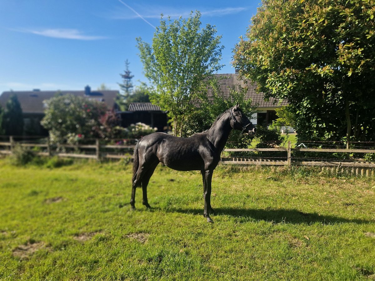 Holstein Stallion 2 years 16,1 hh Gray in Remmels