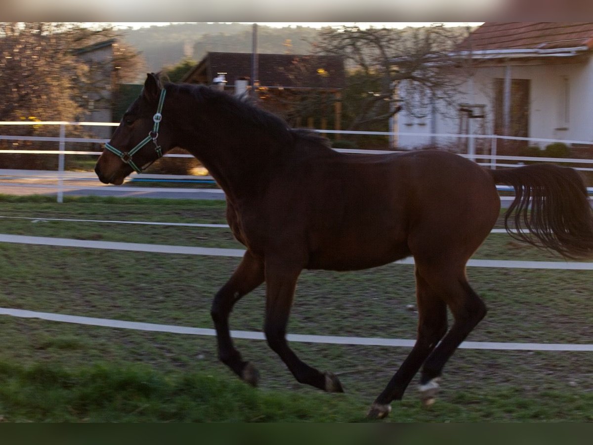 Holstein Stallion 2 years Brown in Luckau