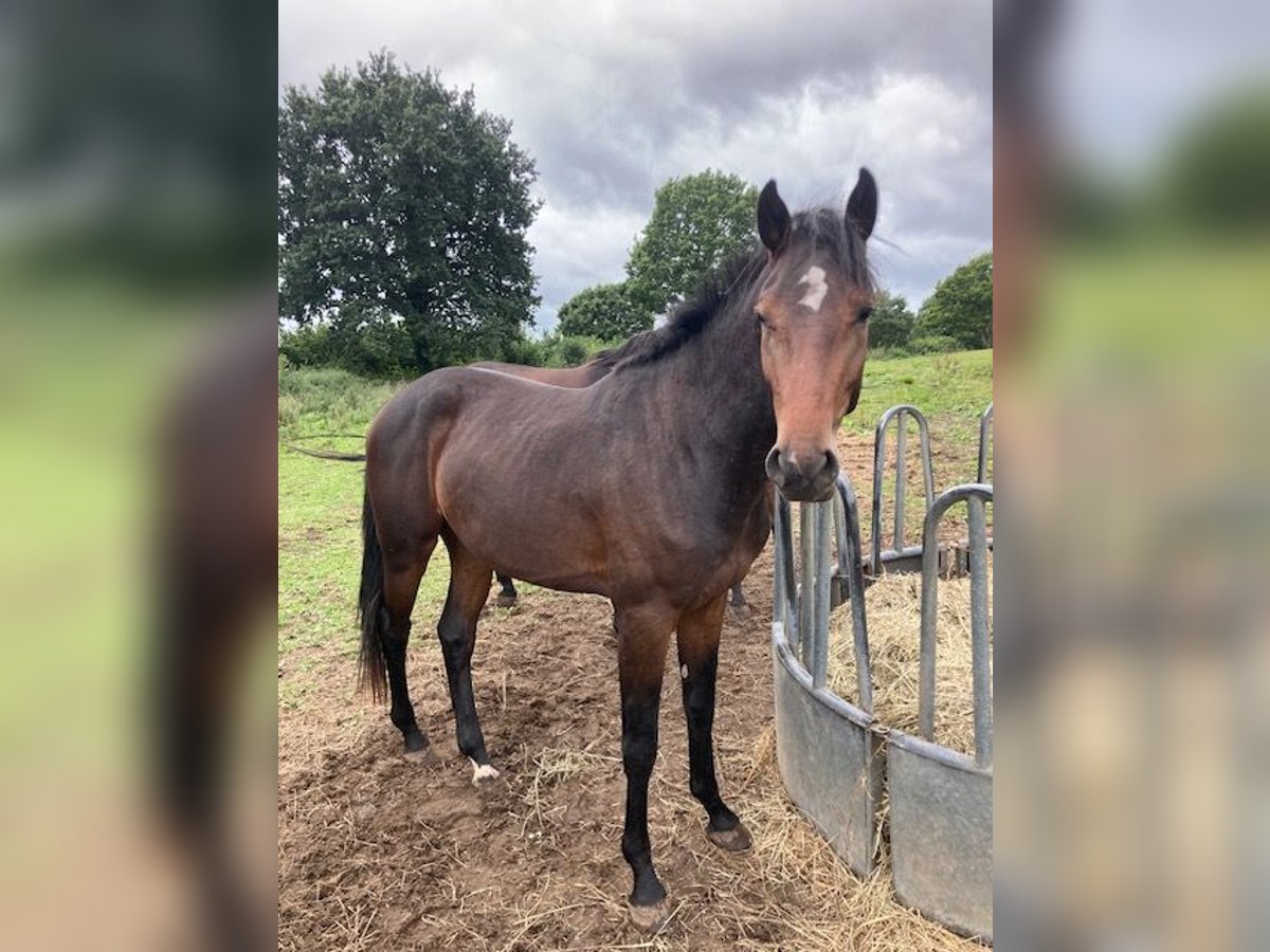Holstein Stallion 2 years Brown in Windeby