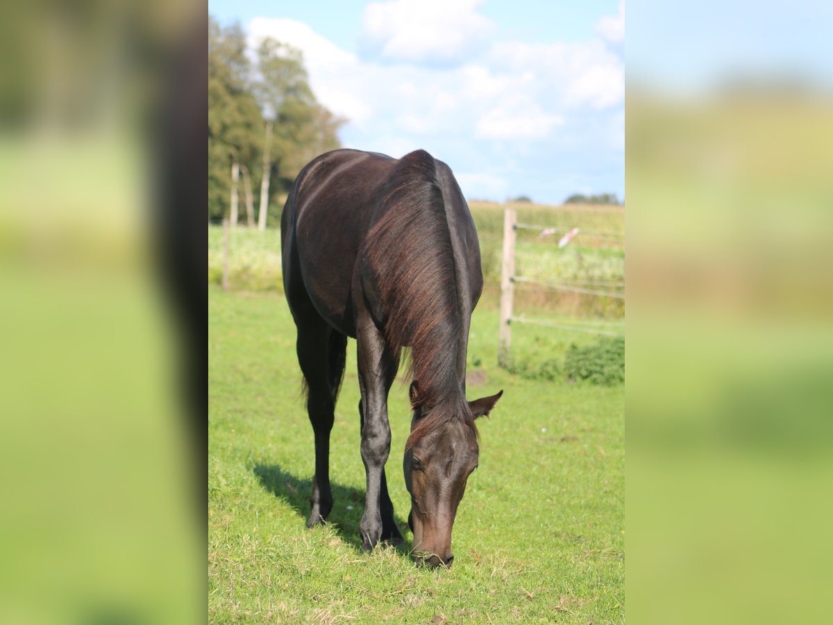 Holstein Stallion 2 years Smoky-Black in Grasberg