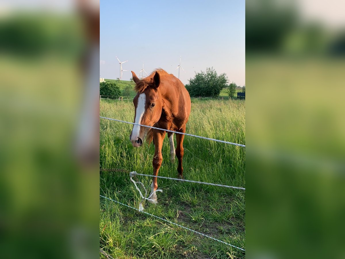 Holstein Stallion 3 years 16,2 hh Chestnut-Red in Titz