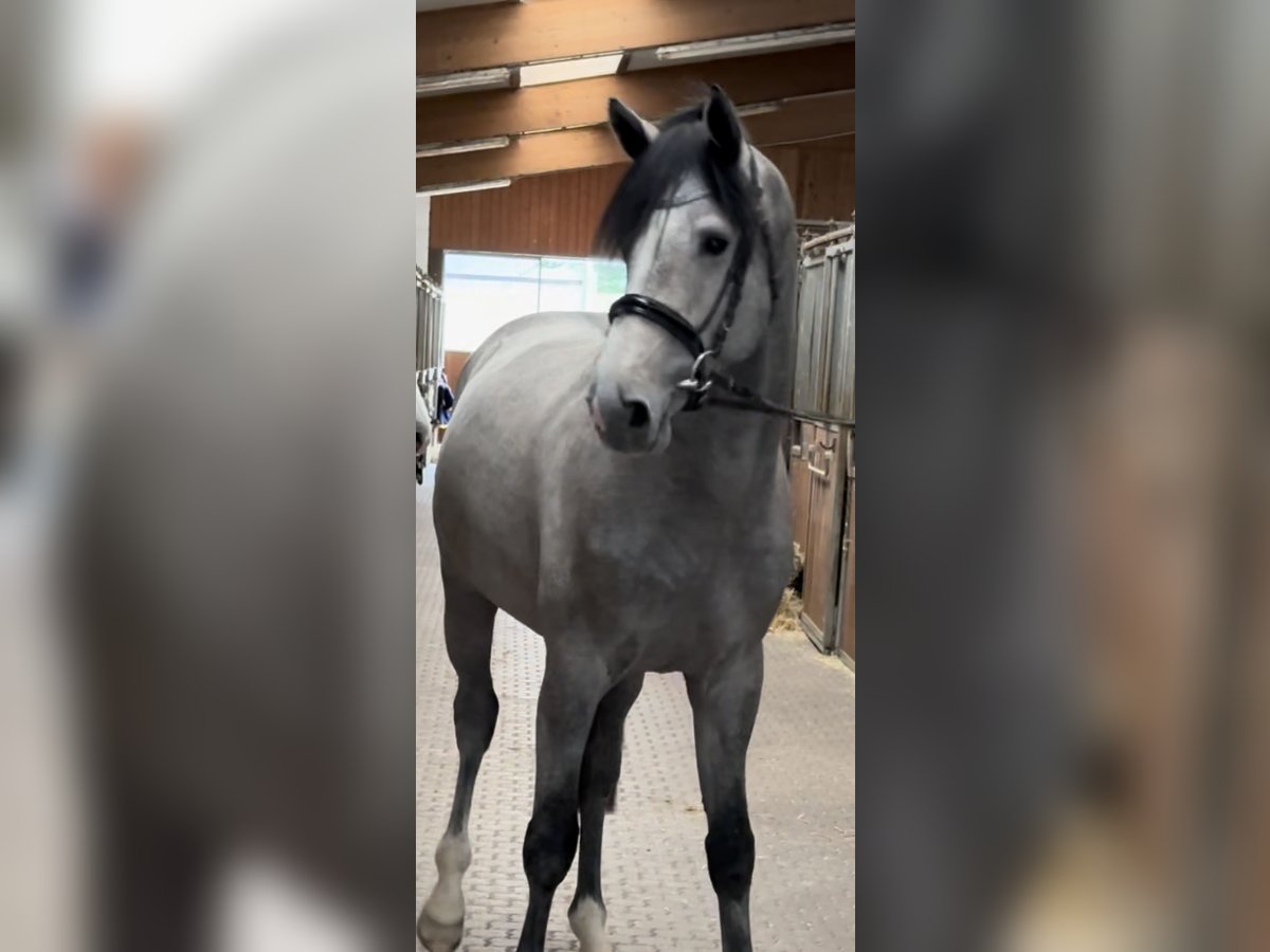 Holstein Stallion 3 years 16 hh Gray in Hannoversch Münden