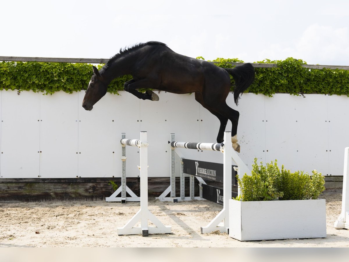 Holstein Stallion 3 years 16 hh Smoky-Black in Waddinxveen